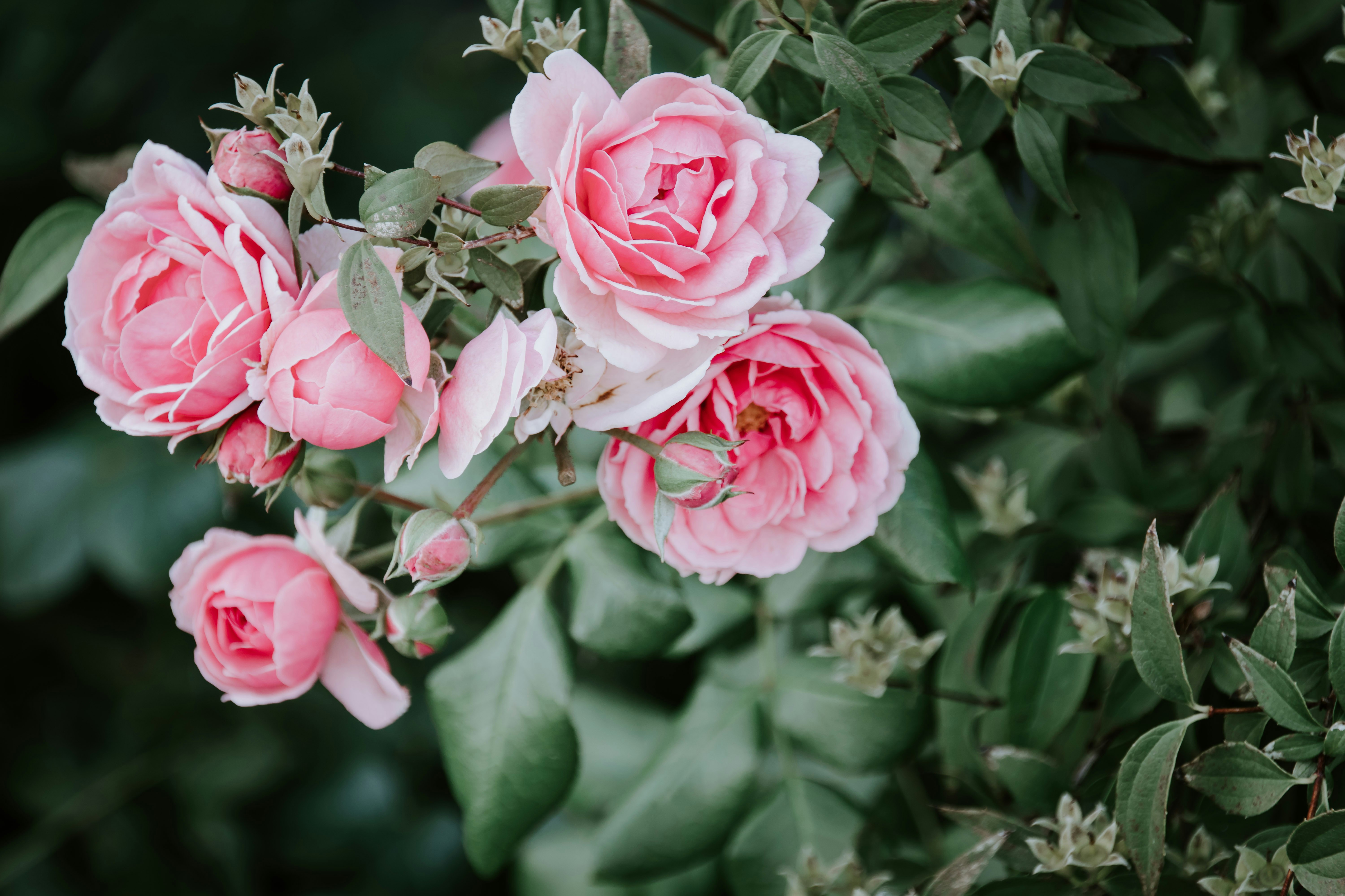 pink peonies HD wallpaper